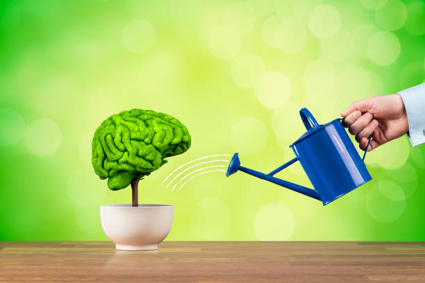 Creativity and brain memory improvement concept Creativity growth, better using brain function and memory improvement concept. Creativity growth represented by tree looks like the human brain watered by businessman. improve memory stock pictures, royalty-free photos & images
