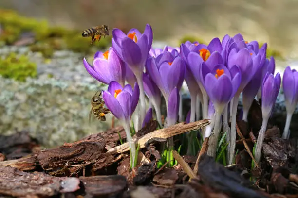 Macro of two bees with pollen bags approaching crocuses in spring
