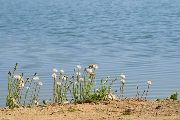 yellow dandelions on the beach with water surface on background