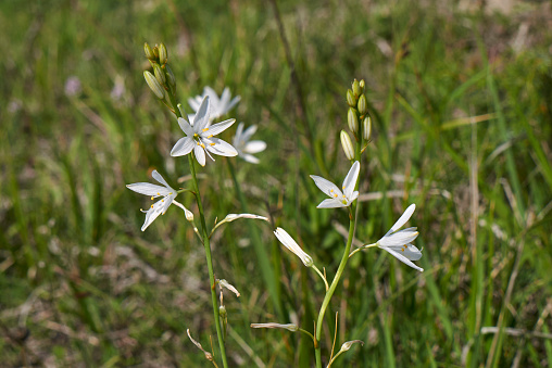 Anthericum liliago white blossom