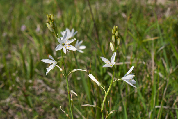 Anthericum liliago Anthericum liliago white blossom anthericum liliago stock pictures, royalty-free photos & images
