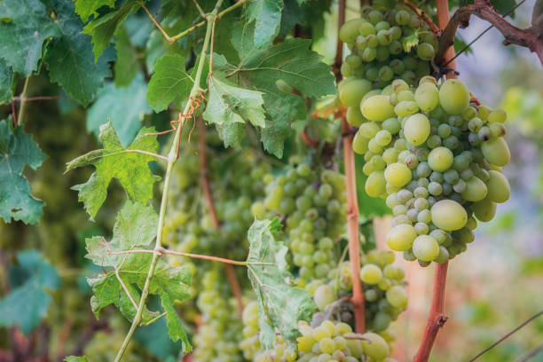istock green grapes plant 1041884836
