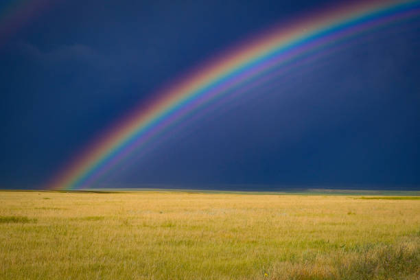 Green corn field and double rainbow