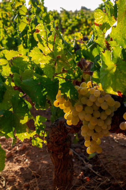 istock Ripe grape in the vine 1041886528