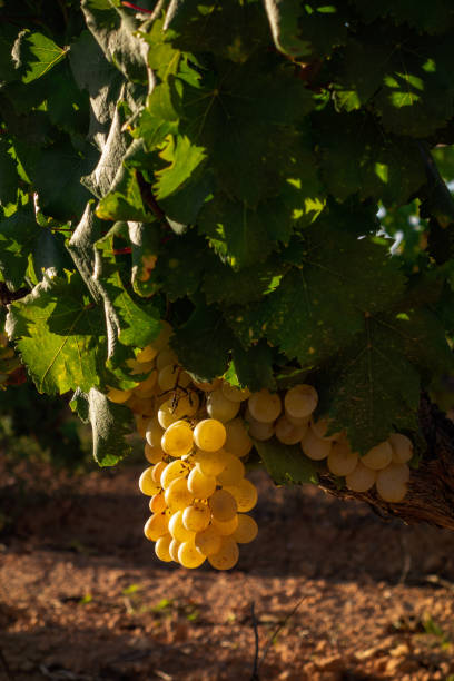 istock Ripe grape in the vine 1041886624