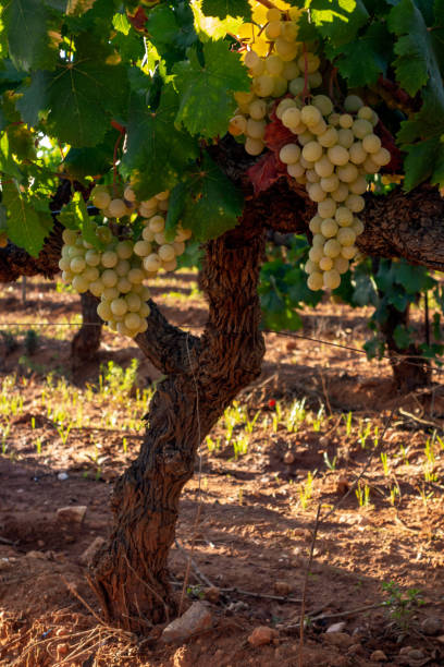 istock Ripe grape in the vine 1041886748