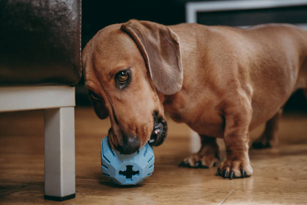 istock Dachshund playing with a toy on the floor at home. 1041891902