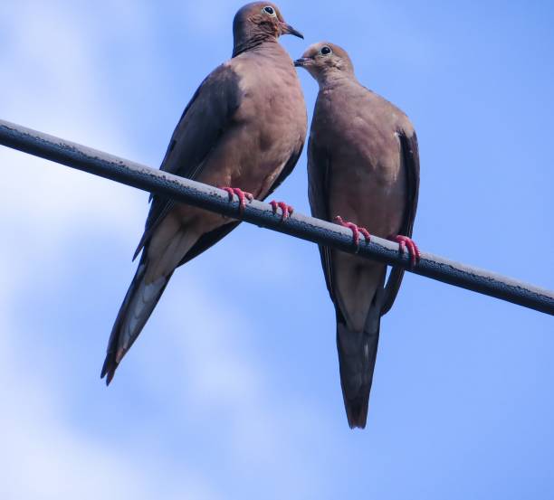 istock Two Mourning Doves Kissing On A Powerline 1041893148
