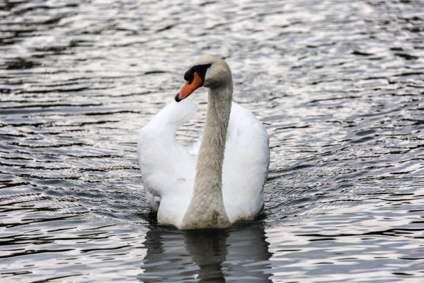 istock White swan in water 1041896104