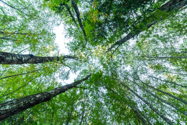 istock tree trunks stretching to the sky, walk in the forest view raising your head up, beautiful forest landscape, texture 1041896732