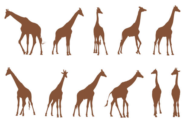 Shapes of giraffe isolated on white Eleven vector shapes of standing giraffe isolated on white background giraffe stock illustrations