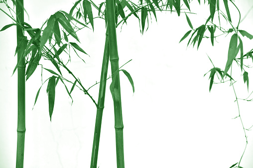 Bamboo branch and twigs foregrond.