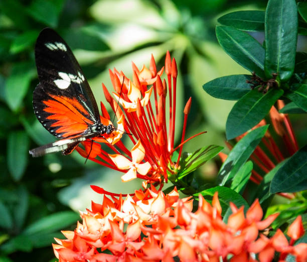 istock Orange and black butterfly on an orange flower 1041904458