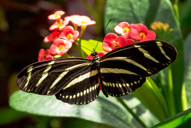 istock Black and yellow butterfly walking on flower 1041904464