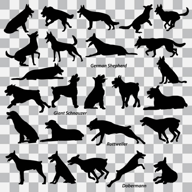 A set of black silhouettes of dogs on a transparent background. Set of vector illustrations A set of black silhouettes of dogs - German Shepherd, Giant schnauzer,  Dobermann, Rottweiler on a transparent background. Set of vector illustrations dog sitting icon stock illustrations