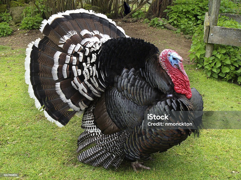 Large Turkey  Animal Stock Photo