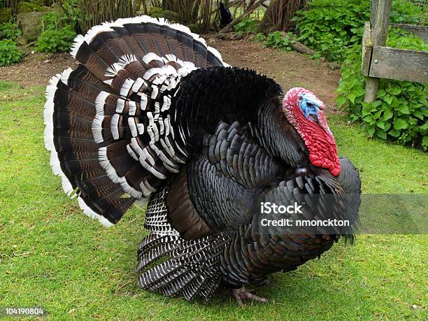 Large Turkey Stock Photo - Download Image Now - Animal, Animal Wing, Bird