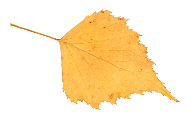 istock dried fallen yellow autumn leaf of birch tree 1041908488