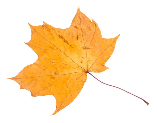 istock dried fallen yellow autumn leaf of maple tree 1041908502