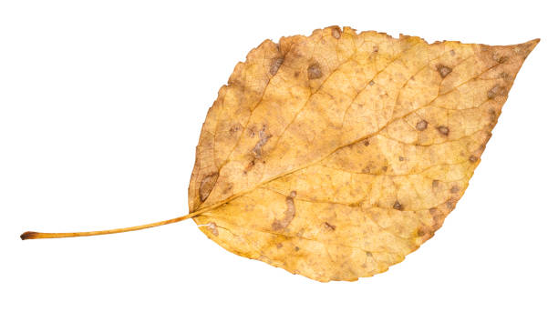 istock dried fallen yellow autumn leaf of poplar tree 1041908536