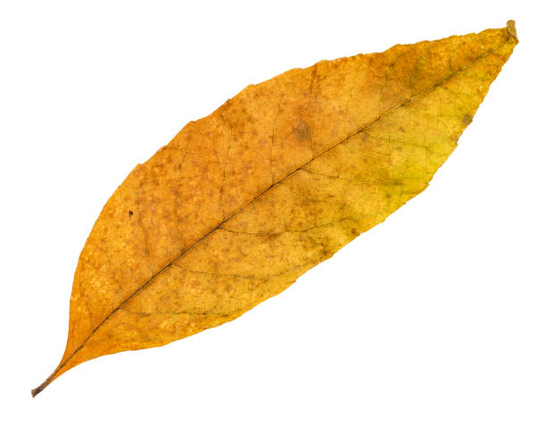 istock dried fallen yellow autumn leaf of ash-tree 1041908546