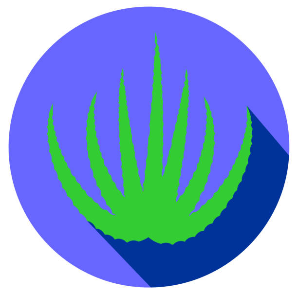 Green aloe vera flat design Green aloe vera flat design icon vector eps 10 aleo vera stock illustrations