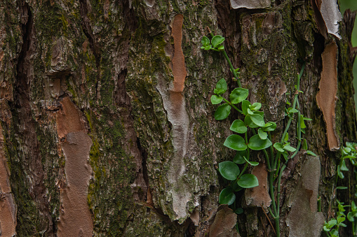 Scenic views of Lau Shui Heung Reservoir in Hong Kong: Close-up of tree trunk