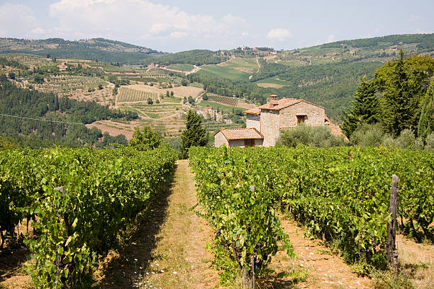 Cтоковое фото Тосканская Виноградник