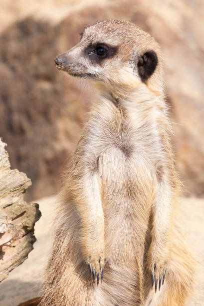istock Stokstaartje in de dierentuin van Emmen, Nederland 1041913456