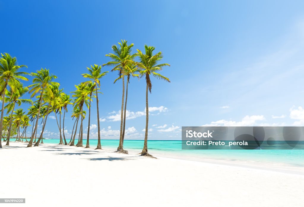 Coconut Palm trees on white sandy beach in Punta Cana, Dominican Republic Beautiful tropical white beach and coconut palm trees. Holiday and vacation concept. Beach Stock Photo