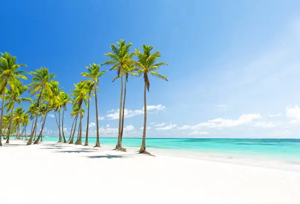 Photo of Coconut Palm trees on white sandy beach in Punta Cana, Dominican Republic