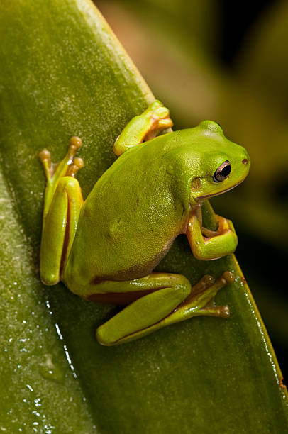 istock The Green Tree Frog Series 104191587