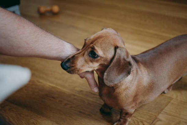 istock Owner's hand caressing dachshund puppy. 1041917660