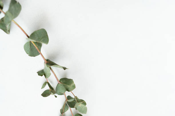 istock floristry minimalistic art green eucalyptus twig 1041918944