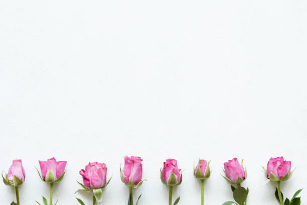 istock pink roses white background nature flower botany 1041918948