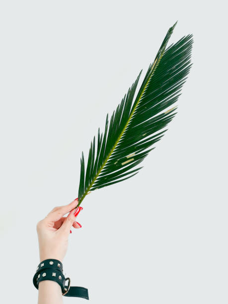 istock fern leaf decor plant botany flora green branch 1041918960