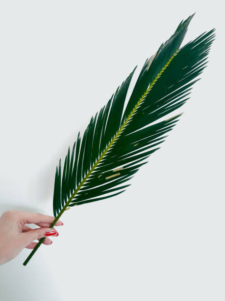istock fern leaf natural green decor floristics foliage 1041918972