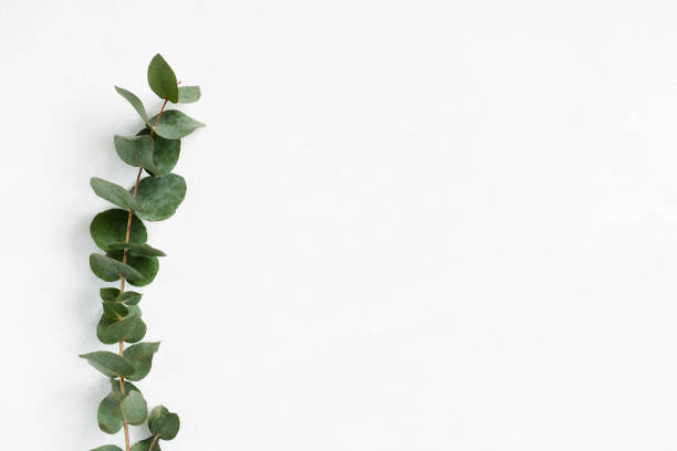 istock green eucalyptus twig white background natural 1041921418