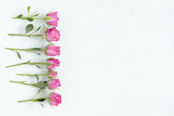 istock pink roses white background flora flower botany 1041921428