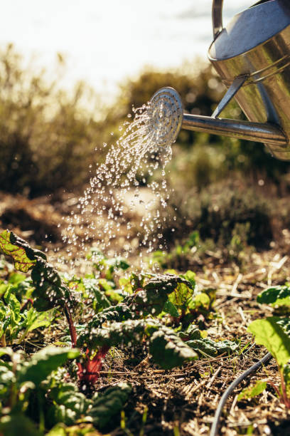 istock Watering vegetables with sprinkling can on farm 1041926056