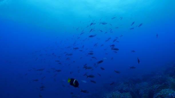 istock School of reef fish swimming below sea surface, Galapagos 1041934512