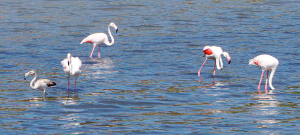 istock Pink Flamingos in the Pond 1041936716