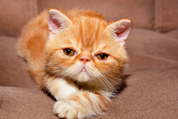 Little kitten exotic breed color red marble lying on the couch