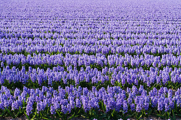 Field of violet flowers - Hyacint stock photo