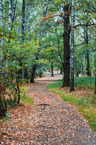 istock a path in the autumn woods 1041941774