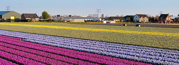 Field of flowers. Panorama stock photo