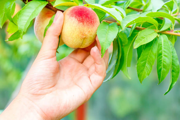 istock Hand rips a ripe peach from a tree 1041943148