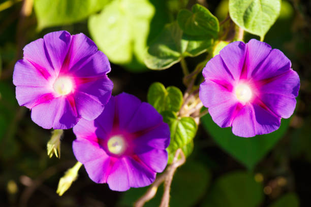 Opened flowers of purple bindweed contribute as a background Purple flowers convolvulus blossomed under the rays of the sun ipomoea purpurea stock pictures, royalty-free photos & images