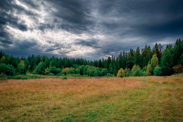 Magical Autumn Forrest. Colorful Fall Leaves. Romantic Background. Sunrays before Sunset.