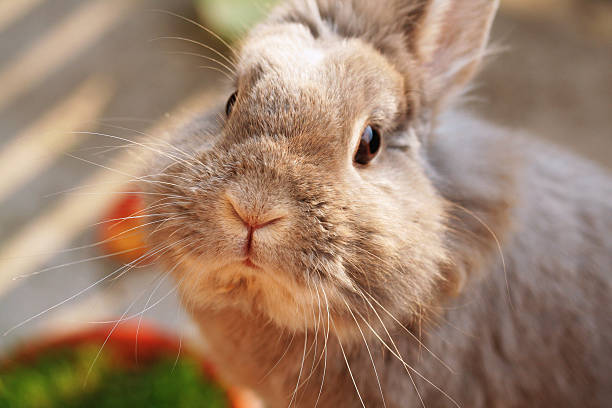Cute Bunny stock photo